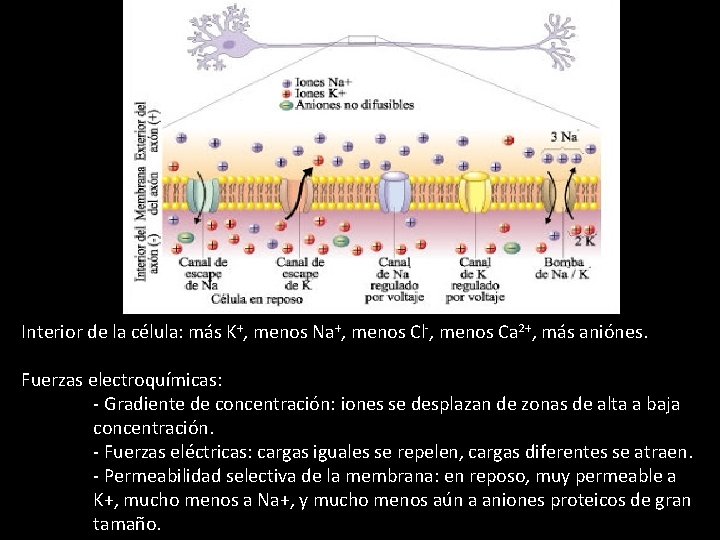 Interior de la célula: más K+, menos Na+, menos Cl-, menos Ca 2+, más