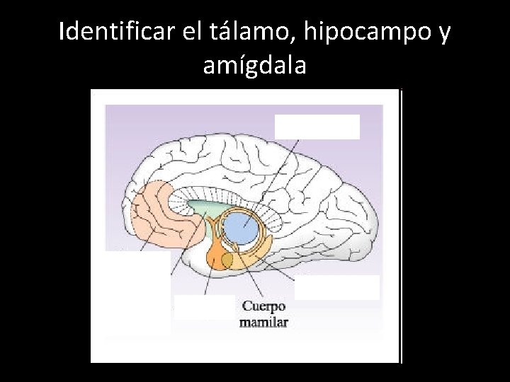 Identificar el tálamo, hipocampo y amígdala 