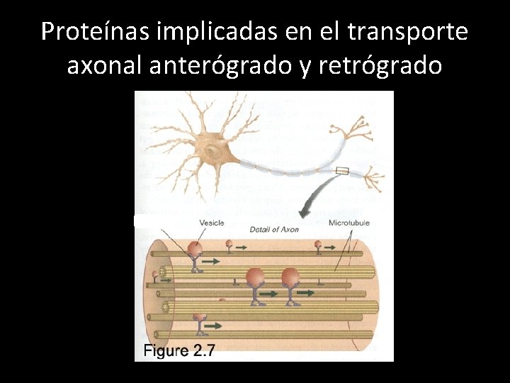 Proteínas implicadas en el transporte axonal anterógrado y retrógrado 