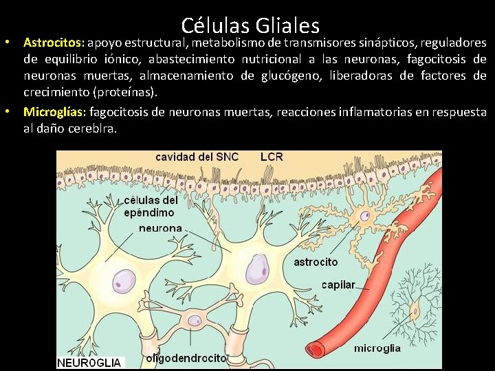 Células Gliales • Astrocitos: apoyo estructural, metabolismo de transmisores sinápticos, reguladores de equilibrio iónico,