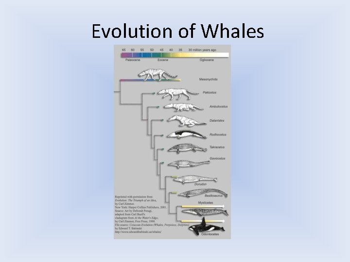 Evolution of Whales 