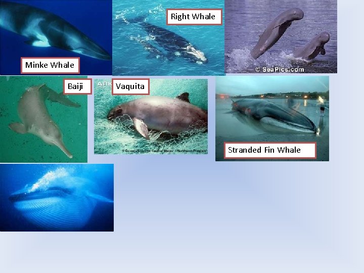 Right Whale Minke Whale Baiji Vaquita Stranded Fin Whale 