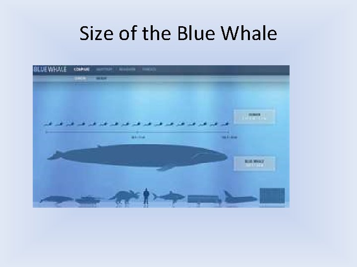 Size of the Blue Whale 