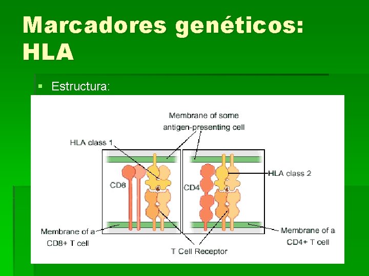 Marcadores genéticos: HLA § Estructura: 