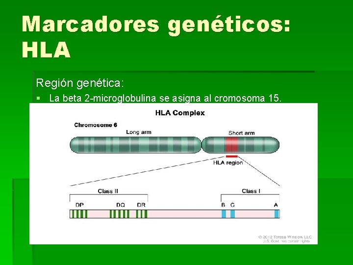 Marcadores genéticos: HLA Región genética: § La beta 2 -microglobulina se asigna al cromosoma