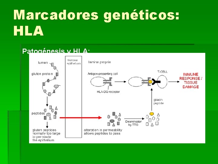 Marcadores genéticos: HLA Patogénesis y HLA: 