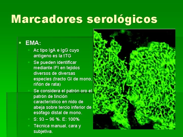 Marcadores serológicos § EMA: § Ac tipo Ig. A e Ig. G cuyo antígeno