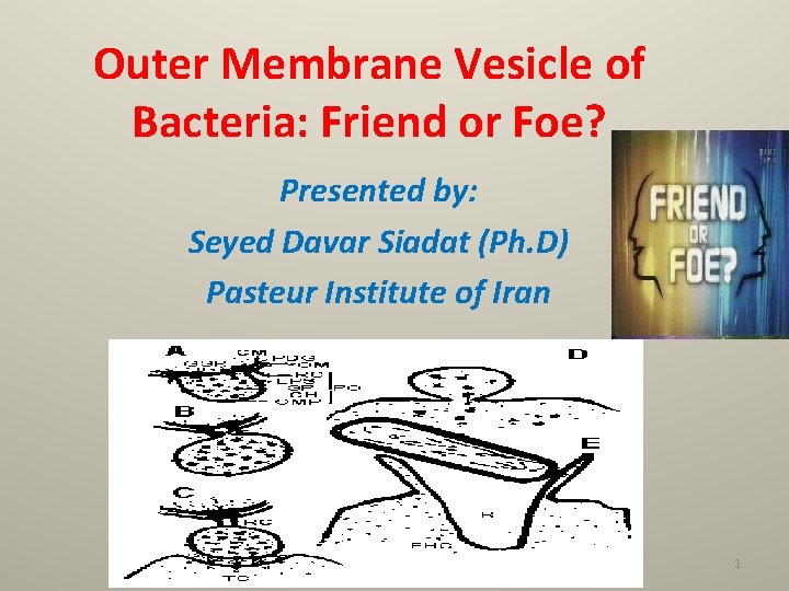 Outer Membrane Vesicle of Bacteria: Friend or Foe? Presented by: Seyed Davar Siadat (Ph.