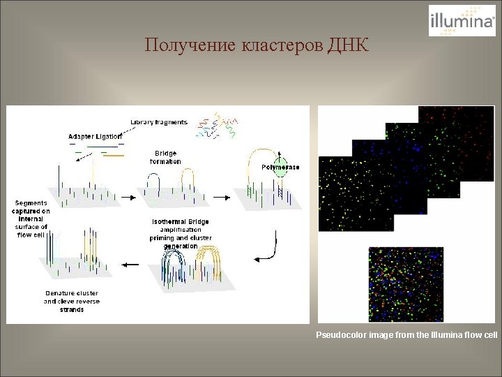 Получение кластеров ДНК Pseudocolor image from the Illumina flow cell 