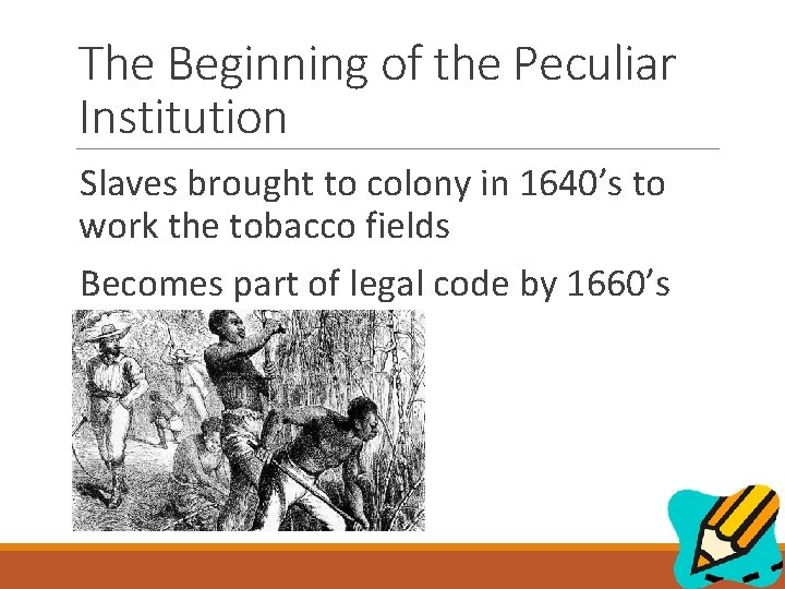 The Beginning of the Peculiar Institution Slaves brought to colony in 1640’s to work