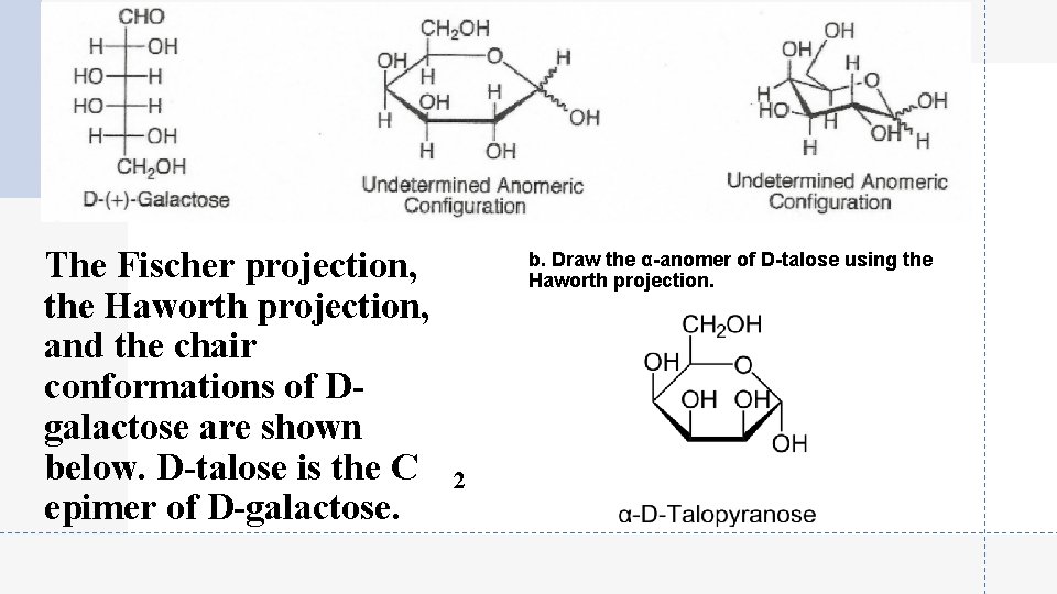 The Fischer projection, the Haworth projection, and the chair conformations of Dgalactose are shown