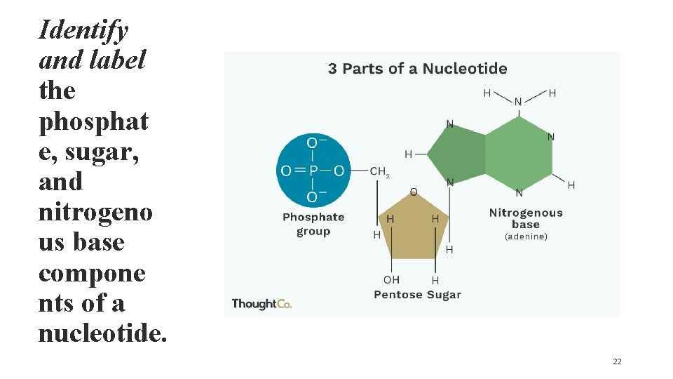 Identify and label the phosphat e, sugar, and nitrogeno us base compone nts of