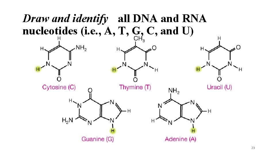 Draw and identify all DNA and RNA nucleotides (i. e. , A, T, G,