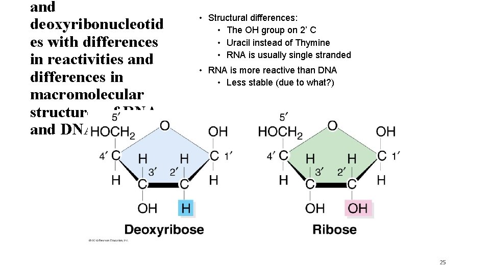 and deoxyribonucleotid es with differences in reactivities and differences in macromolecular structures of RNA