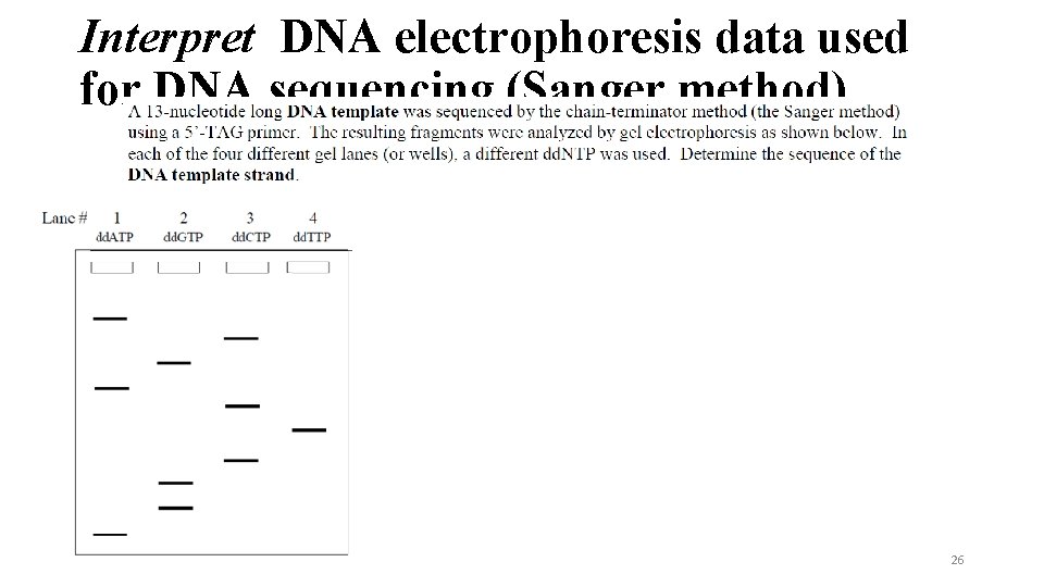Interpret DNA electrophoresis data used for DNA sequencing (Sanger method). 26 