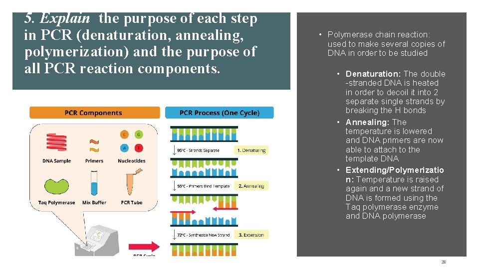 5. Explain the purpose of each step in PCR (denaturation, annealing, polymerization) and the