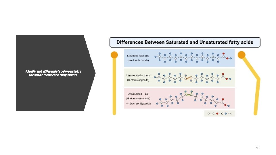 Identify and differentiate between lipids and other membrane components 30 