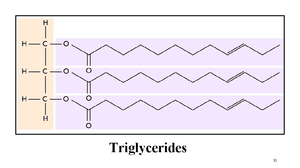 Triglycerides 31 