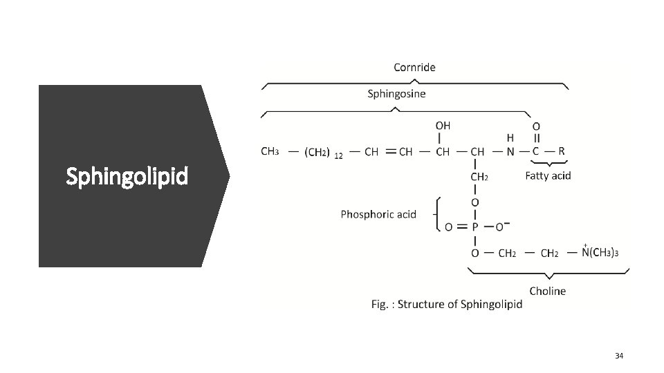 Sphingolipid 34 