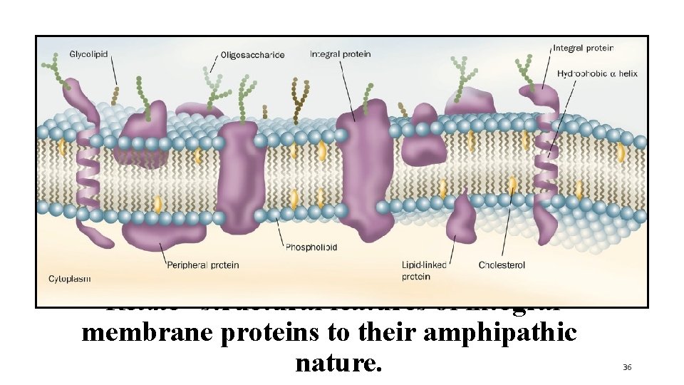 Relate structural features of integral membrane proteins to their amphipathic nature. 36 