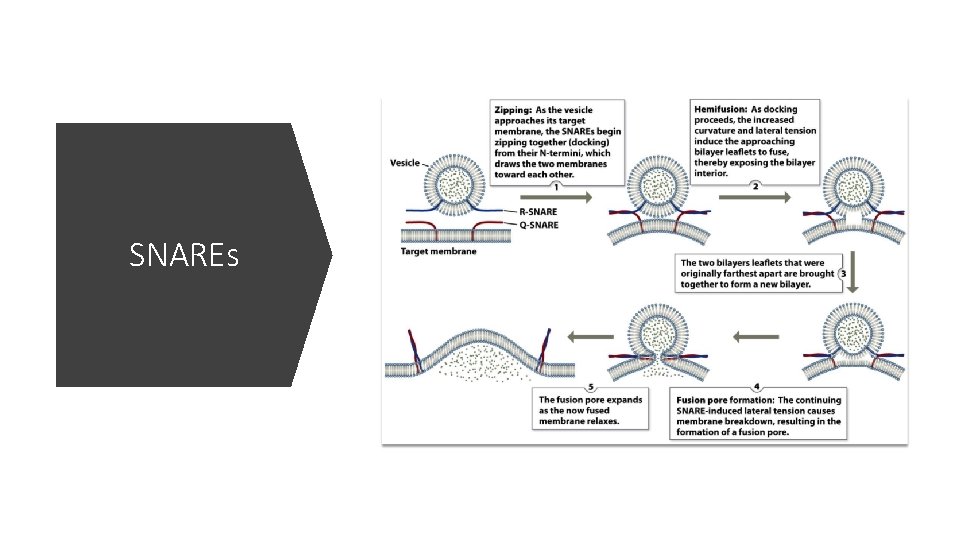 SNAREs 