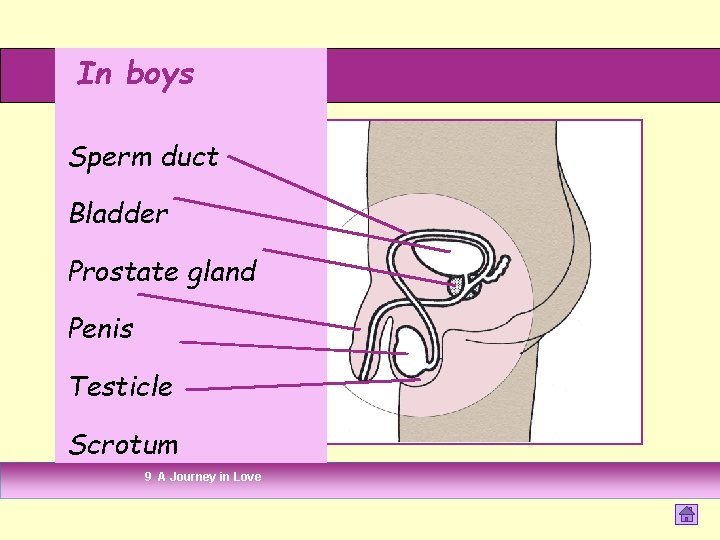 In boys Sperm duct Bladder Prostate gland Penis Testicle Scrotum 9 A Journey in In boys Sperm duct Bladder Prostate gland Penis Testicle Scrotum 9 A Journey in