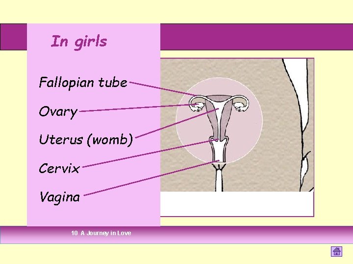 In girls Fallopian tube Ovary Uterus (womb) Cervix Vagina 10 A Journey in Love In girls Fallopian tube Ovary Uterus (womb) Cervix Vagina 10 A Journey in Love