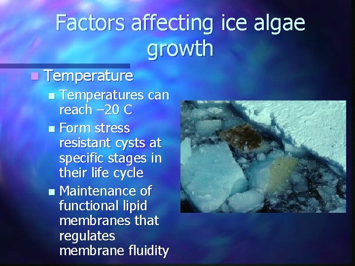 Factors affecting ice algae growth n Temperatures can reach – 20 C n Form Factors affecting ice algae growth n Temperatures can reach – 20 C n Form