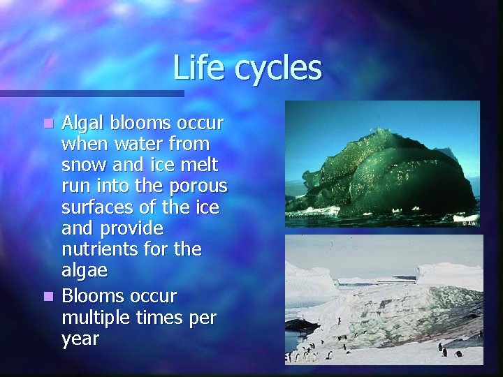 Life cycles Algal blooms occur when water from snow and ice melt run into Life cycles Algal blooms occur when water from snow and ice melt run into