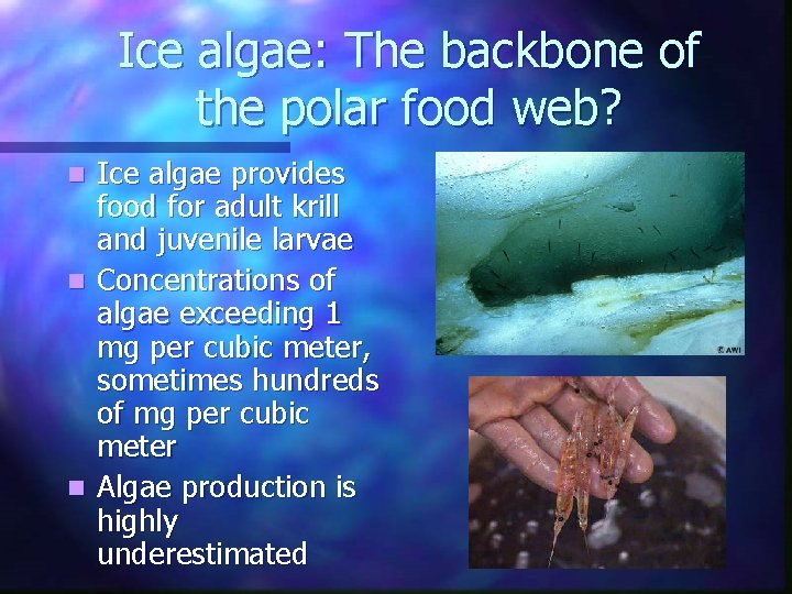 Ice algae: The backbone of the polar food web? Ice algae provides food for Ice algae: The backbone of the polar food web? Ice algae provides food for