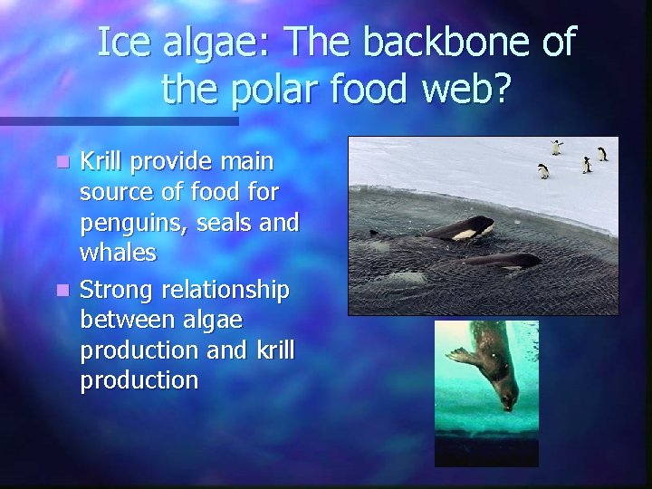 Ice algae: The backbone of the polar food web? Krill provide main source of Ice algae: The backbone of the polar food web? Krill provide main source of