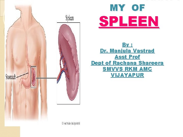 MY OF ANATO SPLEEN By : Dr. Manjula Vastrad Asst Prof Dept of Rachana