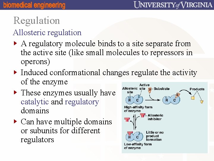 Regulation Allosteric regulation A regulatory molecule binds to a site separate from the active