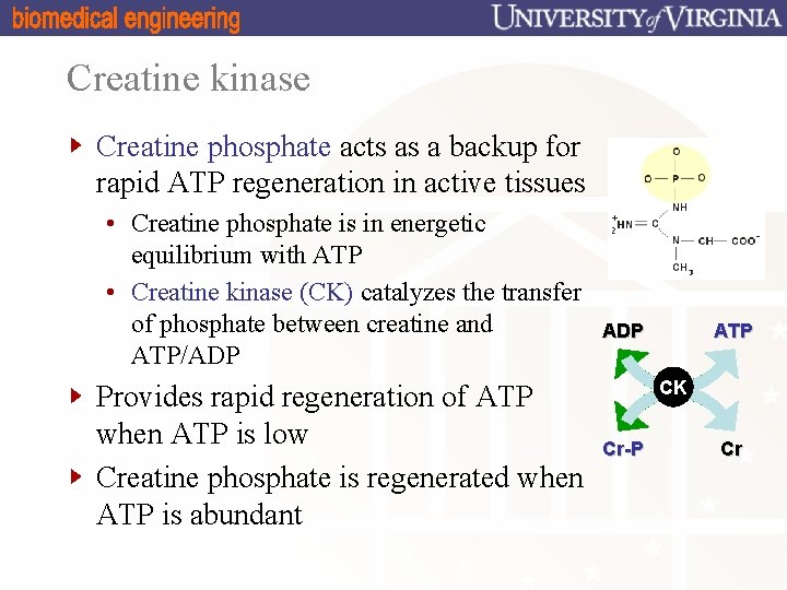 Creatine kinase Creatine phosphate acts as a backup for rapid ATP regeneration in active