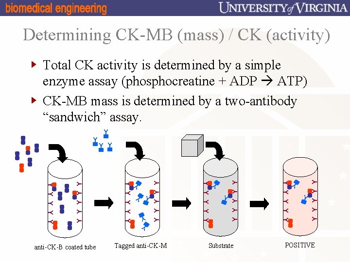 Determining CK-MB (mass) / CK (activity) Total CK activity is determined by a simple