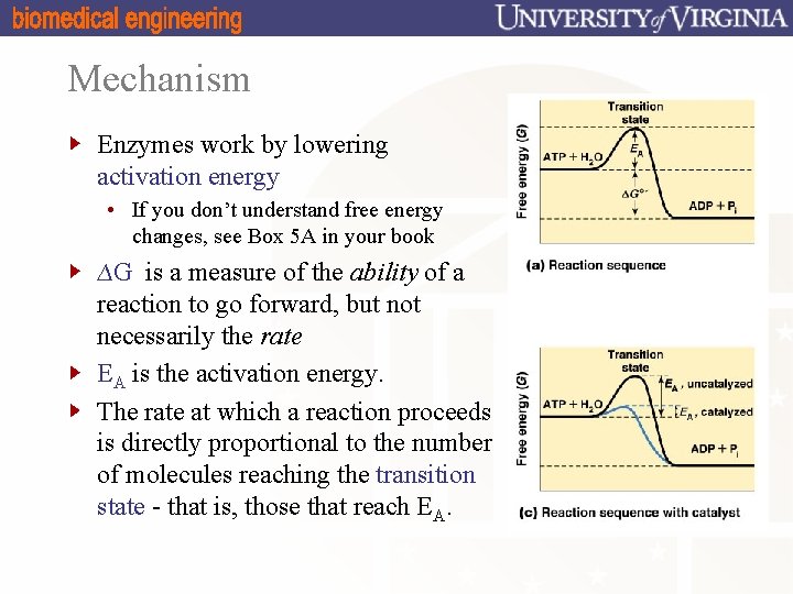 Mechanism Enzymes work by lowering activation energy • If you don’t understand free energy
