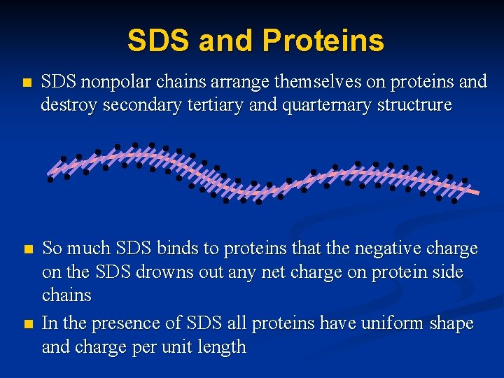 SDS and Proteins n SDS nonpolar chains arrange themselves on proteins and destroy secondary
