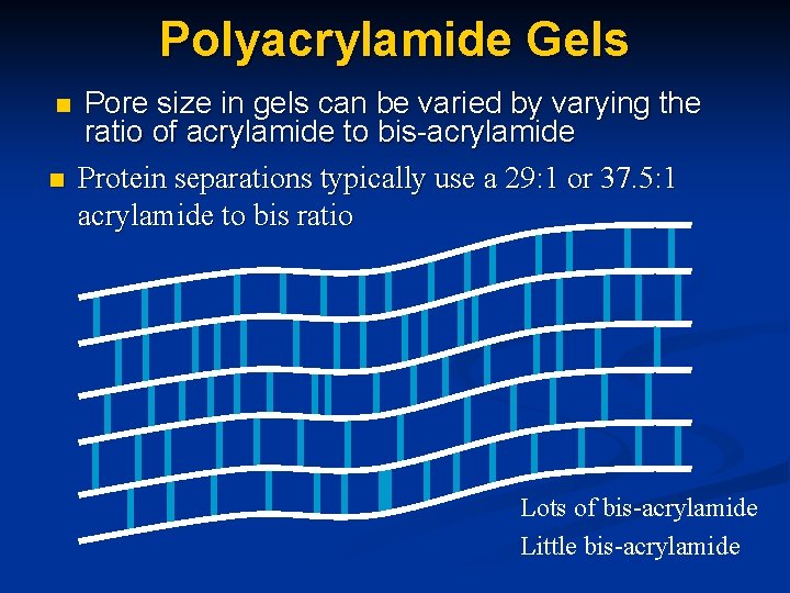 Polyacrylamide Gels n n Pore size in gels can be varied by varying the