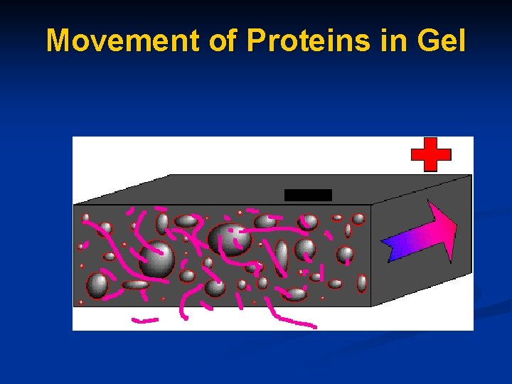 Movement of Proteins in Gel 