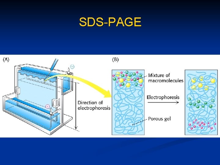 SDS-PAGE 