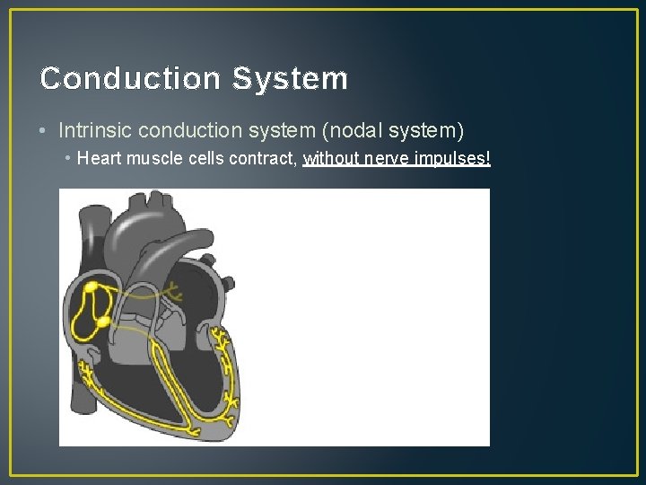 Conduction System • Intrinsic conduction system (nodal system) • Heart muscle cells contract, without