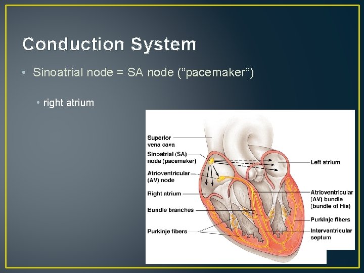 Conduction System • Sinoatrial node = SA node (“pacemaker”) • right atrium 