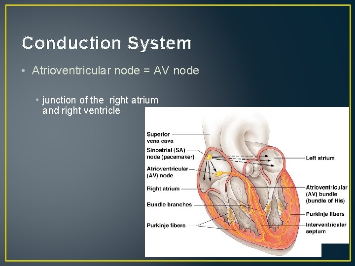 Conduction System • Atrioventricular node = AV node • junction of the right atrium