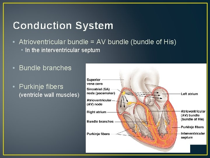 Conduction System • Atrioventricular bundle = AV bundle (bundle of His) • In the