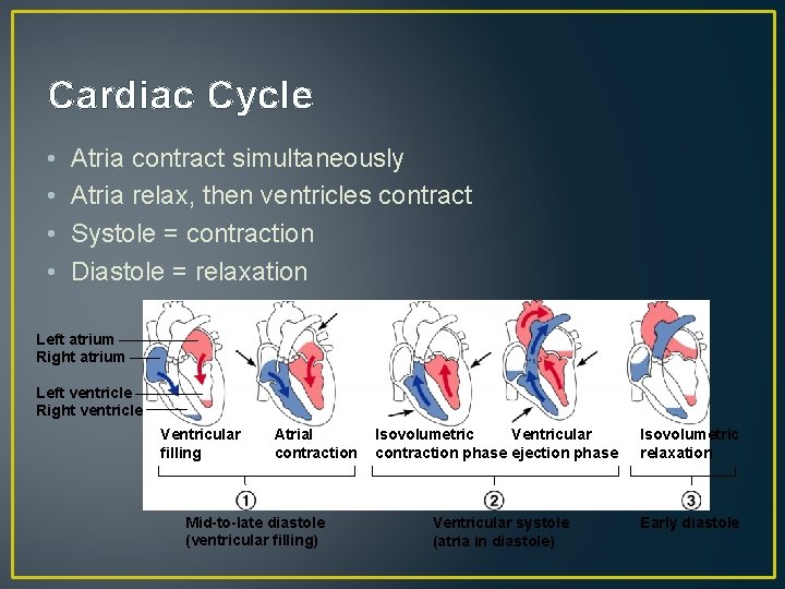 Cardiac Cycle • • Atria contract simultaneously Atria relax, then ventricles contract Systole =