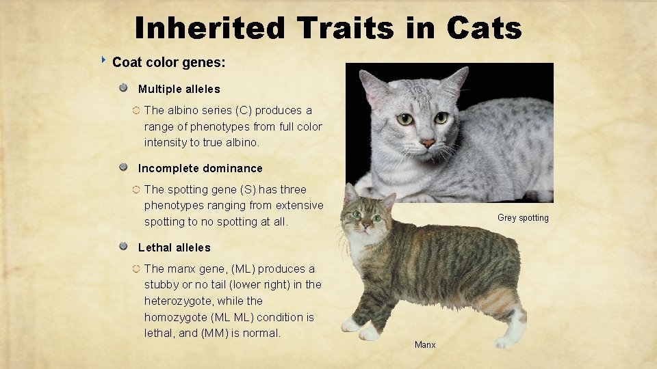 Inherited Traits in Cats ‣ Coat color genes: Multiple alleles The albino series (C)
