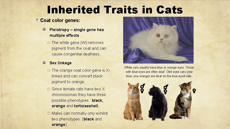 Inherited Traits in Cats ‣ Coat color genes: Pleiotropy – single gene has multiple