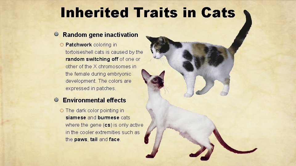 Inherited Traits in Cats Random gene inactivation Patchwork coloring in tortoiseshell cats is caused