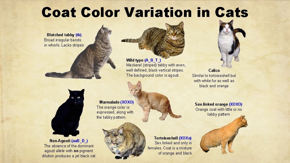 Coat Color Variation in Cats Blotched tabby (tb) Broad irregular bands in whorls. Lacks