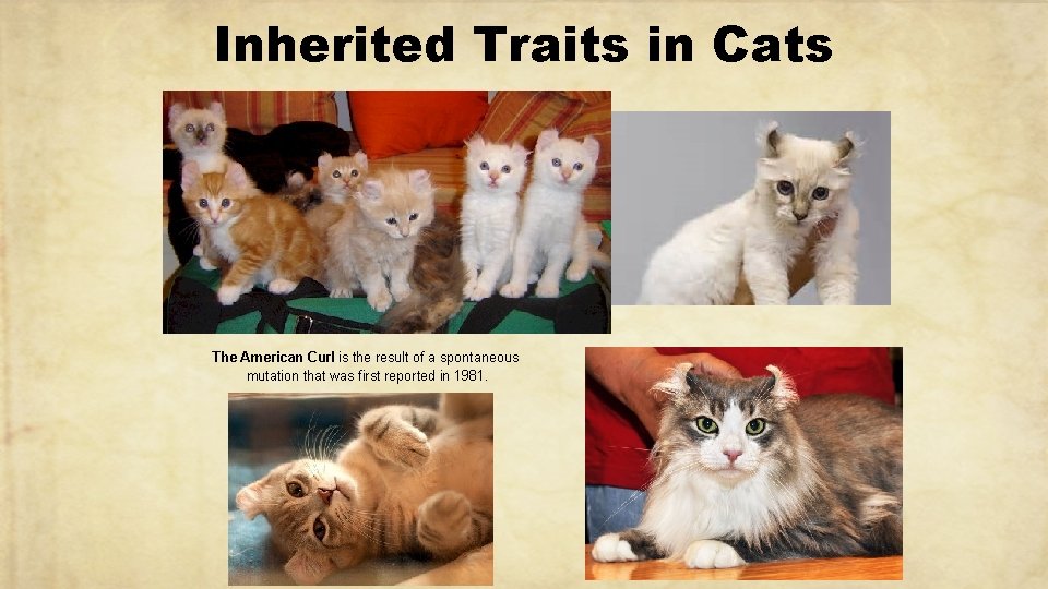 Inherited Traits in Cats The American Curl is the result of a spontaneous mutation